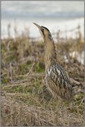 frei stehend... Rohrdommel *Botaurus stellaris*