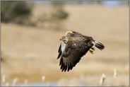 mit scharfem Blick... Mäusebussard *Buteo buteo*