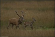 im September... Rothirsch *Cervus elaphus*, Rothirsch treibt eine Hirschkuh