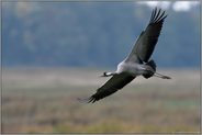 Flugaufnahme.. Grauer Kranich *Grus grus* überfliegt nasse Wiesen