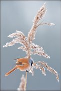 Winterzeit... Bartmeise *Panurus biarmicus*