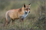 viel Geduld... Rotfuchs *Vulpes vulpes* beobachtet aufmerksam das Geschehen