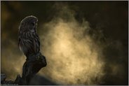mystisch... Bartkauz *Strix nebulosa* im ersten Licht des Tages