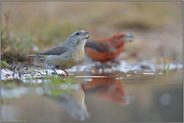 an der Wasserpfütze... Kiefernkreuzschnabel *Loxia pytyopsittacus*, Weibchen und Männchen
