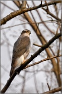 unauffällig... Habicht *Accipiter gentilis*, männlicher Habicht im Geäst der Bäume
