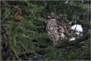 in den Lärchen... Habicht *Accipiter gentilis*, Jungvogel zwischen den Ästen einer Lärche